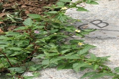 Malvastrum coromandelianum